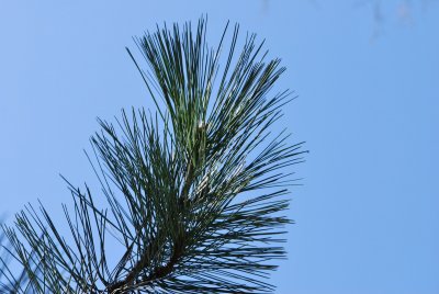 Pinus nigra - borovice černá - větévka